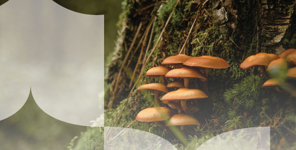 Kuvituskuva, jossa on sammaleen peittämä puunrunko ja sen päällä sekä vieressä kasvavia oransseja sieniä metsässä, kuvan päällä vaaleanharmaat kirjakuviot.