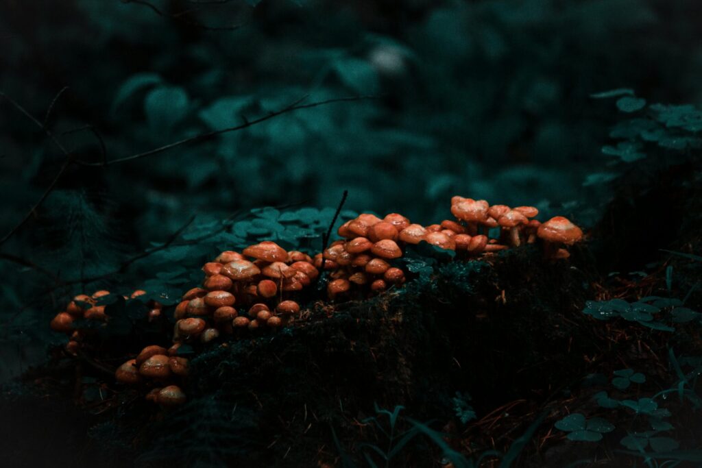 Tummasävyinen metsäkuva sienistä.