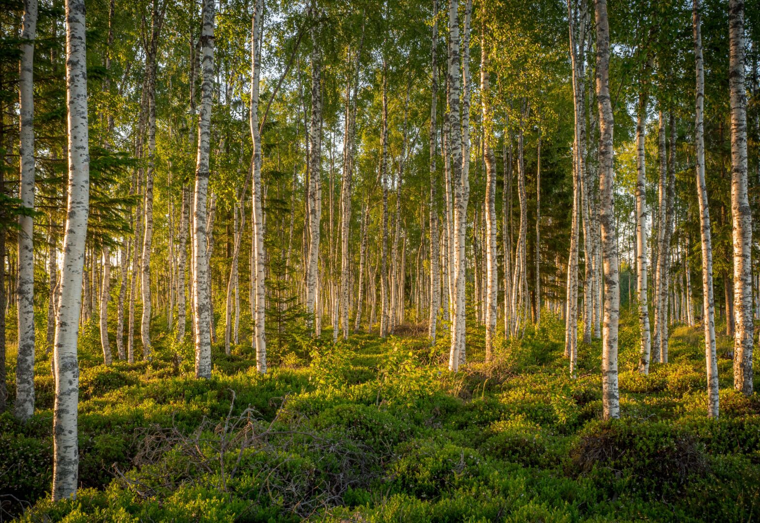 Yhteisöllistä juhannusta!